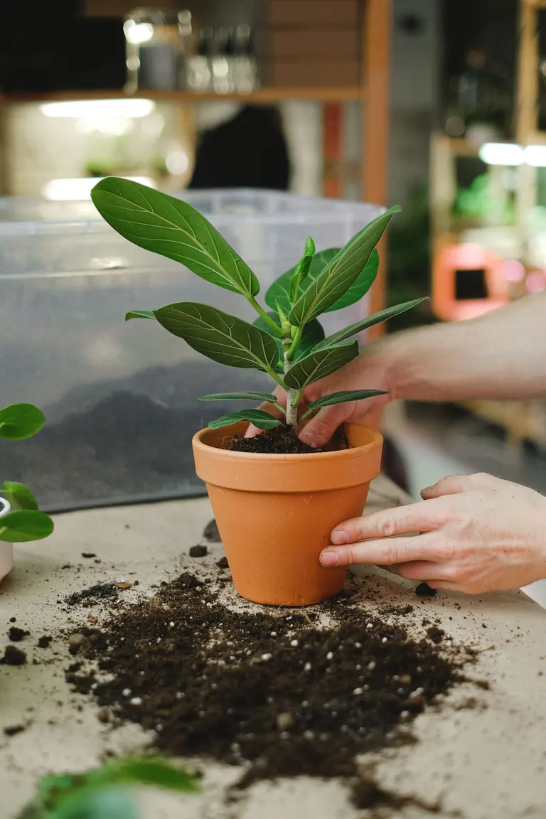 Hands tending a plant and potting mix in a terracotta pot
