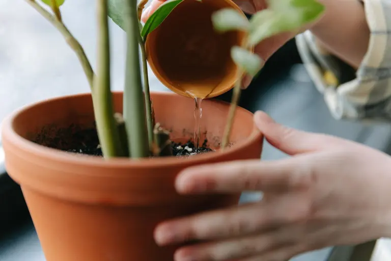 A person pouring water into the soil of a potted houseplant