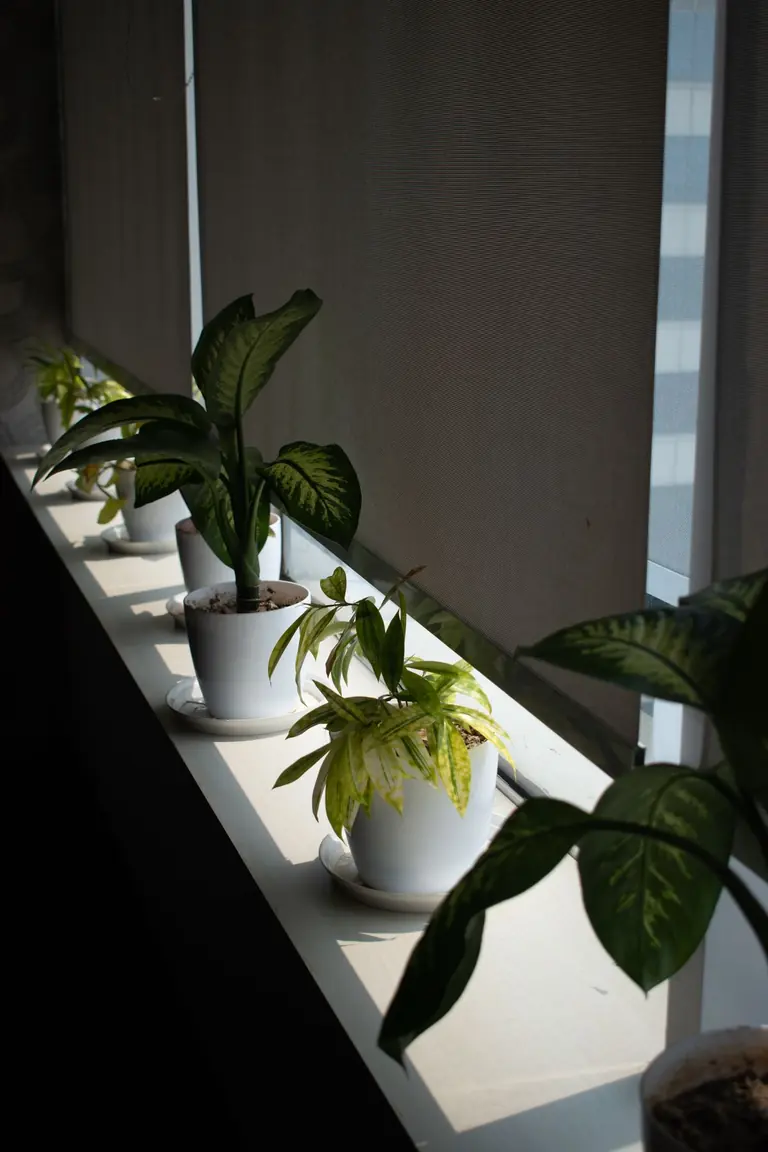 Potted houseplants beside a window with light-filtering blinds