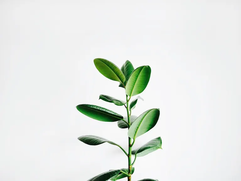 Green houseplant foliage in soft light