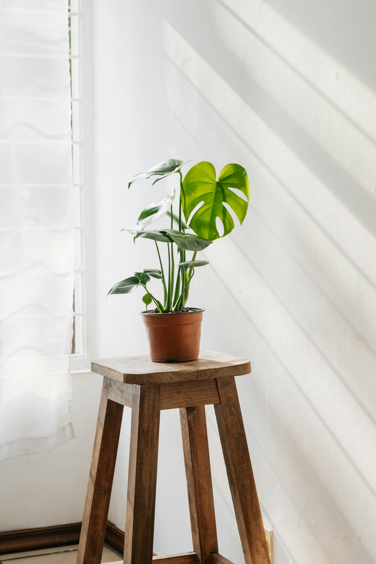 A monstera in a terracotta pot beside a sunlit window