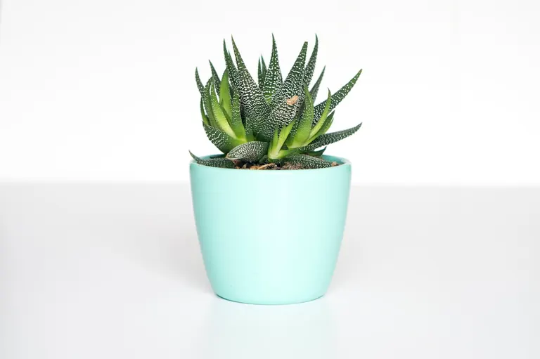 A small potted plant on a table