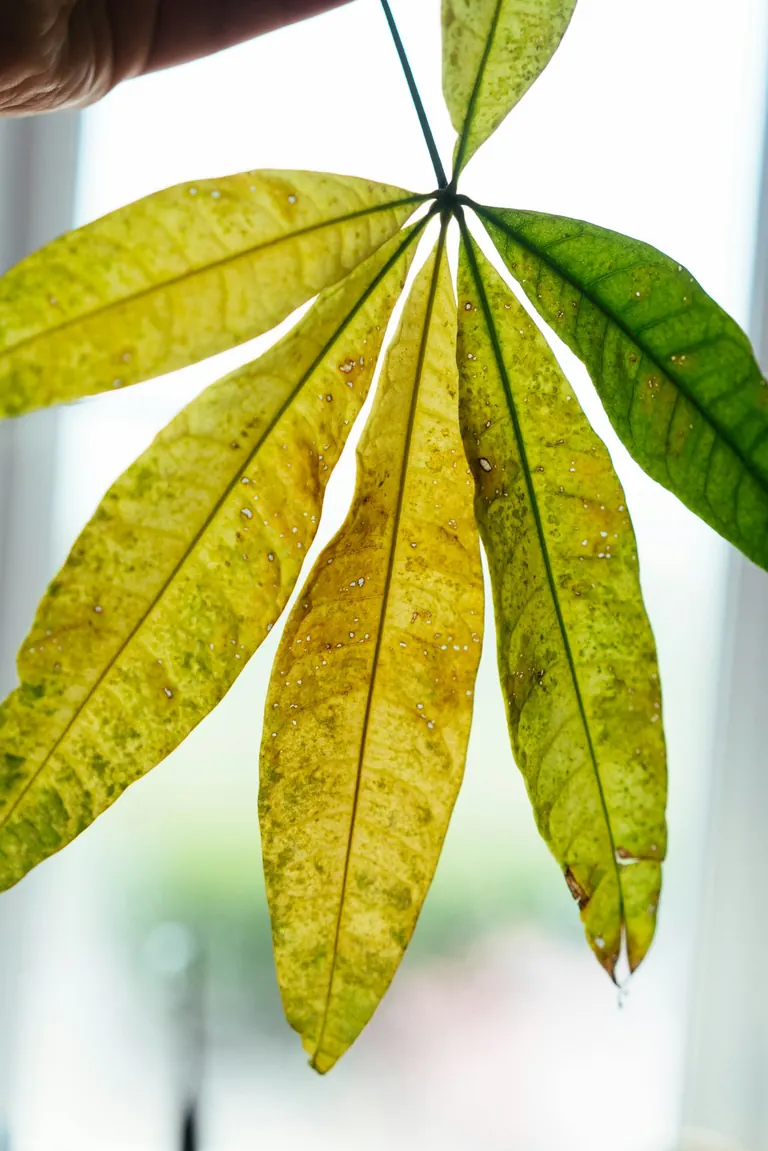 Yellowing leaves with brown marks, photographed by Phil Hearing